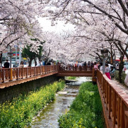 Musim Semi, Saat Terbaik nan Romantis Kalau Mau ke Korea