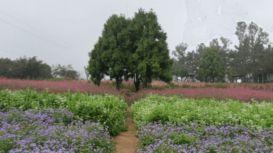 Farm Kamille Kembali ke Alam, Taman Herbal