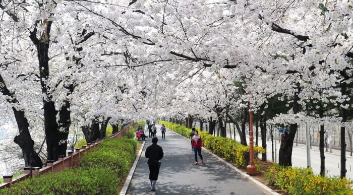 Festival Spring Blossom Dongdaemun (동대문 봄꽃축제)