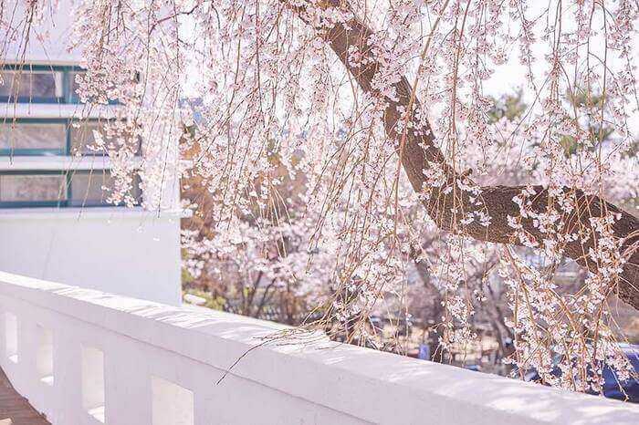 Jalur Bunga Musim Semi di Seoul