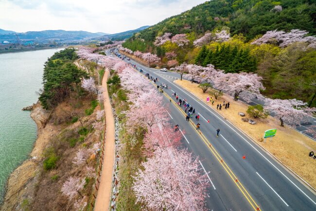 Berlari bersama Bunga Cherry Blossom di Maraton Cherry Blossom Gyeongju!