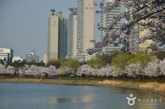 Festival Cherry Blossom Danau Seokchon (석촌호수 벚꽃축제)