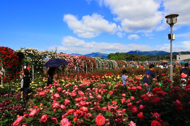 Harumnya Mawar Mengisi Festival Mawar Internasional Gokseong