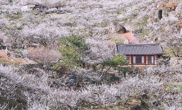 Keindahan Musim Semi di Jeollanam-do