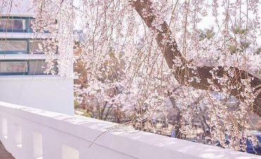Jalur Bunga Musim Semi di Seoul