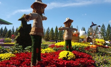 Photo_Festival Bunga Musim Gugur Goyang (고양가을꽃축제)