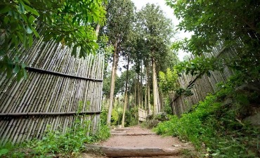 Jeongnamjin Cypress Forest Woodland