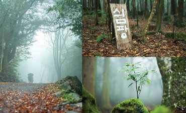 Photo_Hutan Penyembuhan Seogwipo 서귀포 치유의 숲