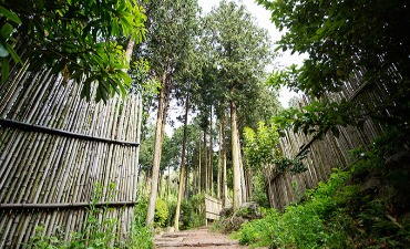 Photo_Jeongnamjin Cypress Forest Woodland