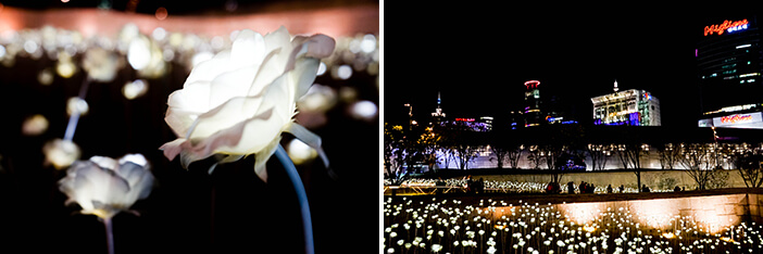 Photo_Taman Bunga Mawar LED 1