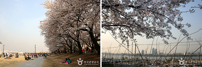 Photo_Festival Cherry Blossom 21