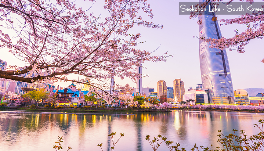 Photo_Korea Jeju Busan Cherry Blossom