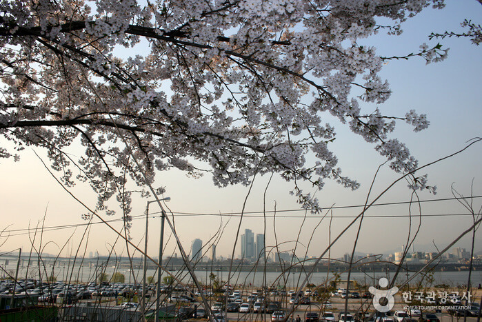 Photo_Festival Bunga Musim Semi Yeouido Yeongdeungpo 1