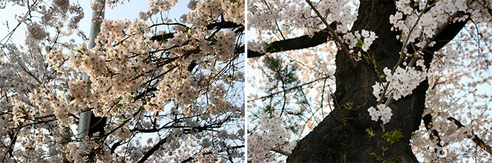 Photo_Festival Bunga Musim Semi Yeouido Yeongdeungpo