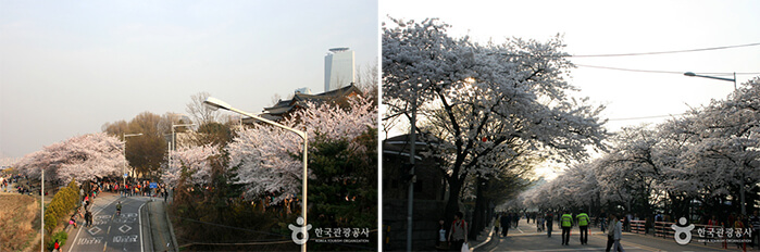 Photo_Festival Bunga Musim Semi Yeouido Yeongdeungpo 2