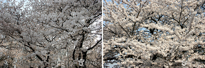 Photo_Festival Bunga Musim Semi Yeouido Yeongdeungpo 4