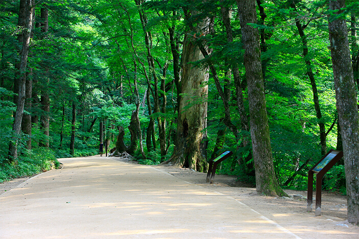 Photo_Jalur hutan pohon cemara di Kuil Woljeongsa 
