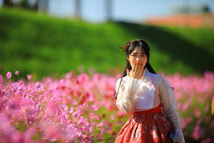 Photo_Festival Chrysanthemum Seosan 