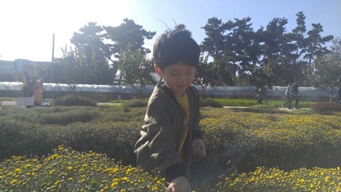 Photo_Festival Chrysanthemum Seosan  1