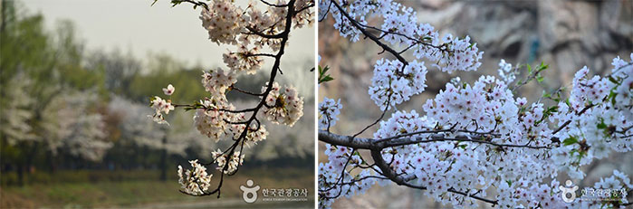 Photo_Festival Cherry Blossom Danau Seokchon