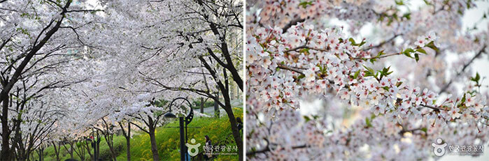 Photo_Festival Cherry Blossom Danau Seokchon 1