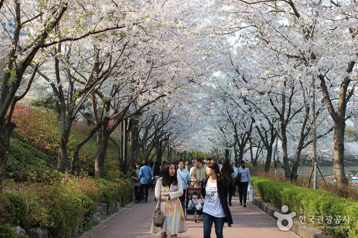 Photo_Festival Cherry Blossom Danau Seokchon 2