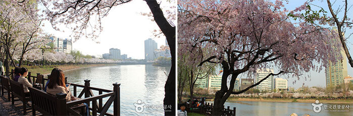 Photo_Festival Cherry Blossom Danau Seokchon 4