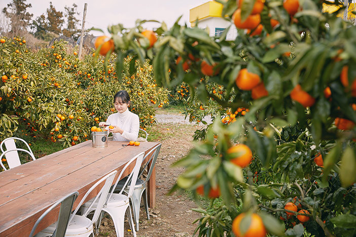 Photo_Perkebunan Tangerine
