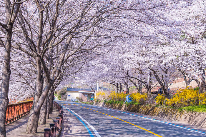 Photo_Jalur Bunga Cherry Blossom Seomjingang
