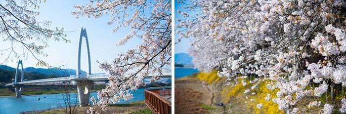 Photo_Jalur Bunga Cherry Blossom Seomjingang 1