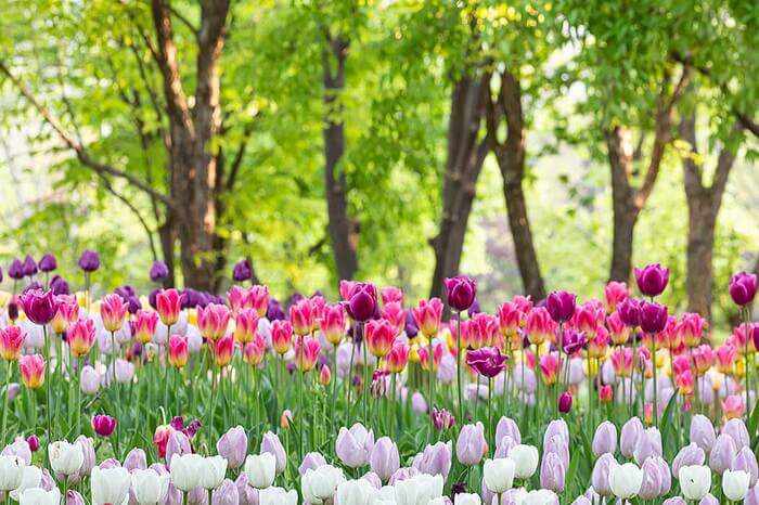 Photo_Tulip di Hutan Seoul