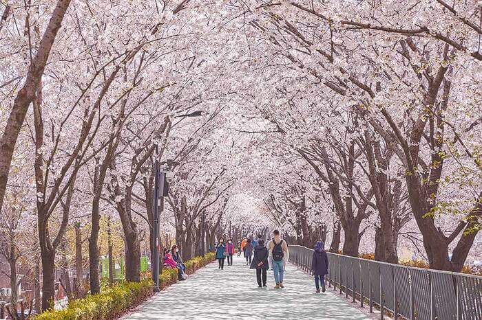 Photo_Jalan Bunga Cherry Blossom Aliran Jungnangcheon